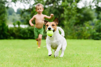 toddler chasing after a terrier with a ball