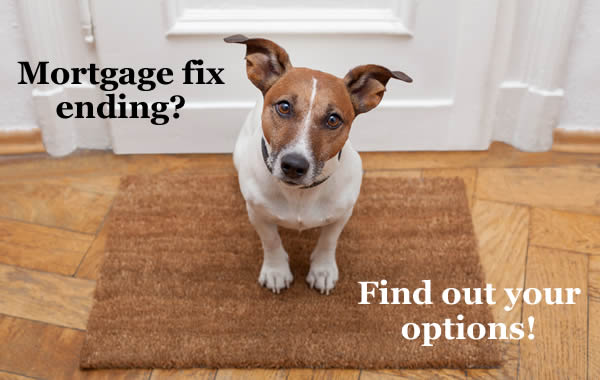 dog ditting on a doormat - is your mortgage fix ending? Find your what your options are