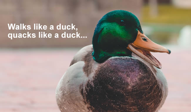 Picture of a mallard duck - walks like a duck, quacks like a duck
